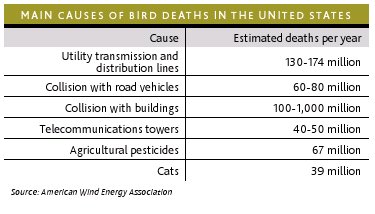Doodsoorzaak vogels